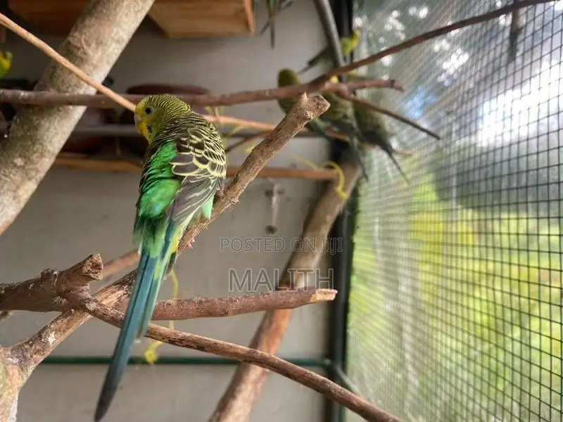 Love Bird