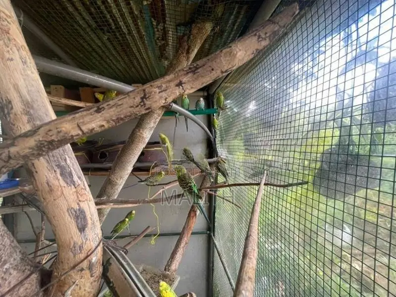 Love Bird