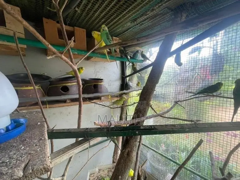 Love Bird