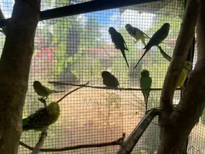 Love Bird