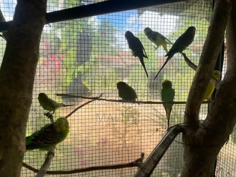 Love Bird