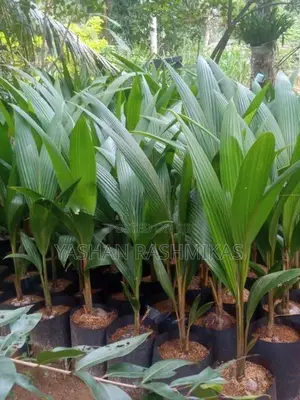 Coconut Plant