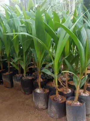 Coconut Plant