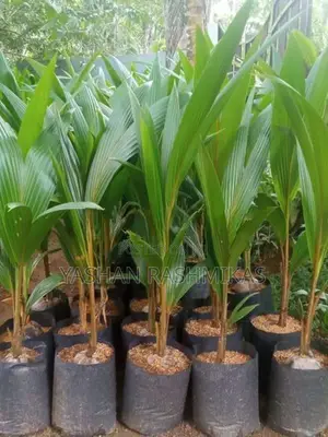 Coconut Plant