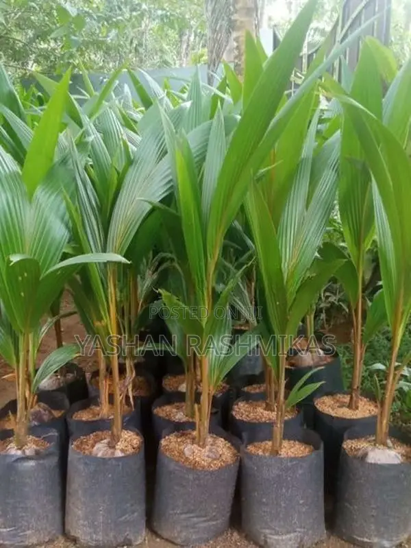 Coconut Plant