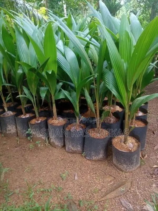 Coconut Plant