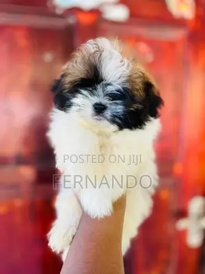 Shihtzu Puppies
