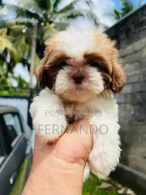 Shihtzu Puppies