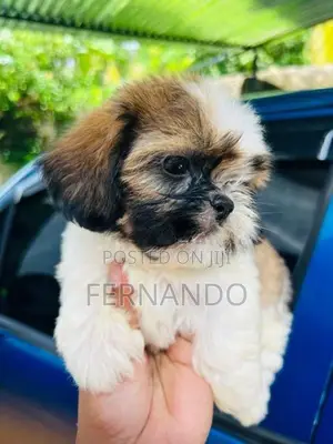 Shihtzu Puppies