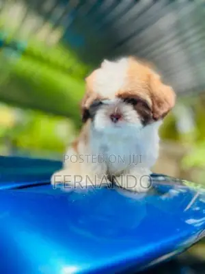Shihtzu Puppies