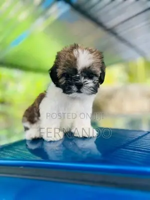 Shihtzu Puppies