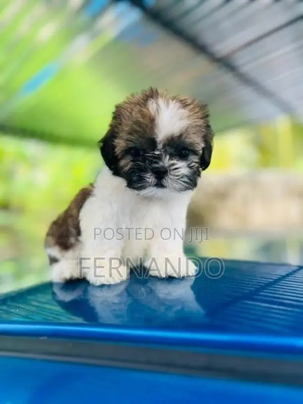 Shihtzu Puppies