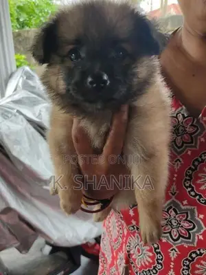 Lion Pomeranian Puppy