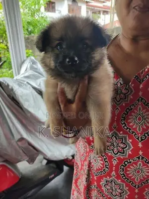 Lion Pomeranian Puppy