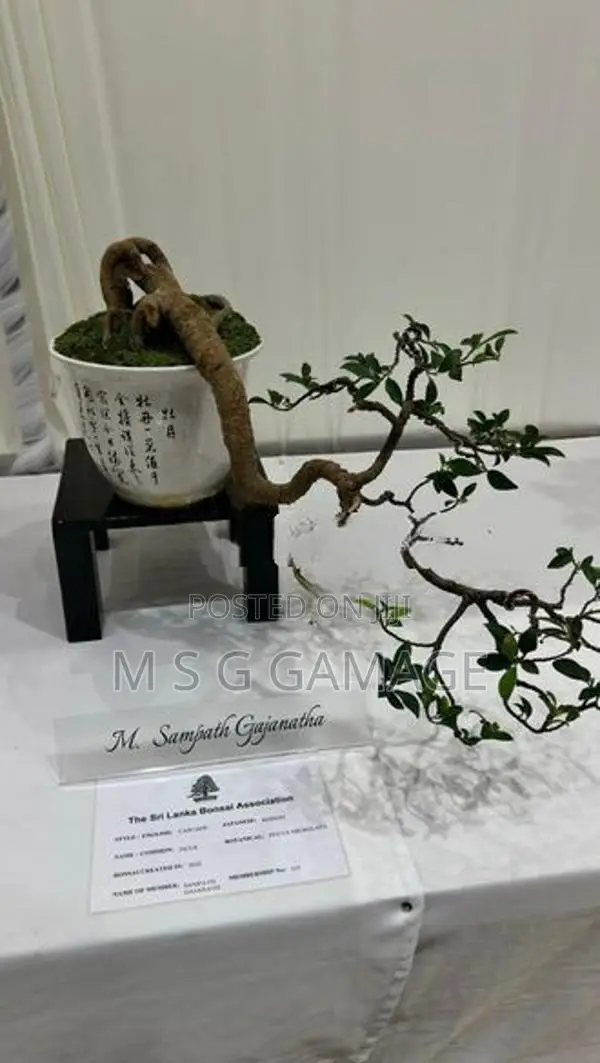 Bonsai Ficus