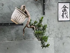 Bonsai Ficus