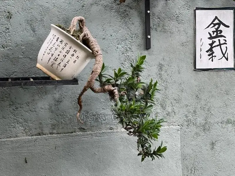 Bonsai Ficus