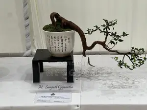 Bonsai Ficus