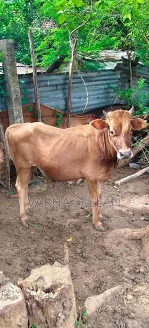 நாம்பன் கன்று