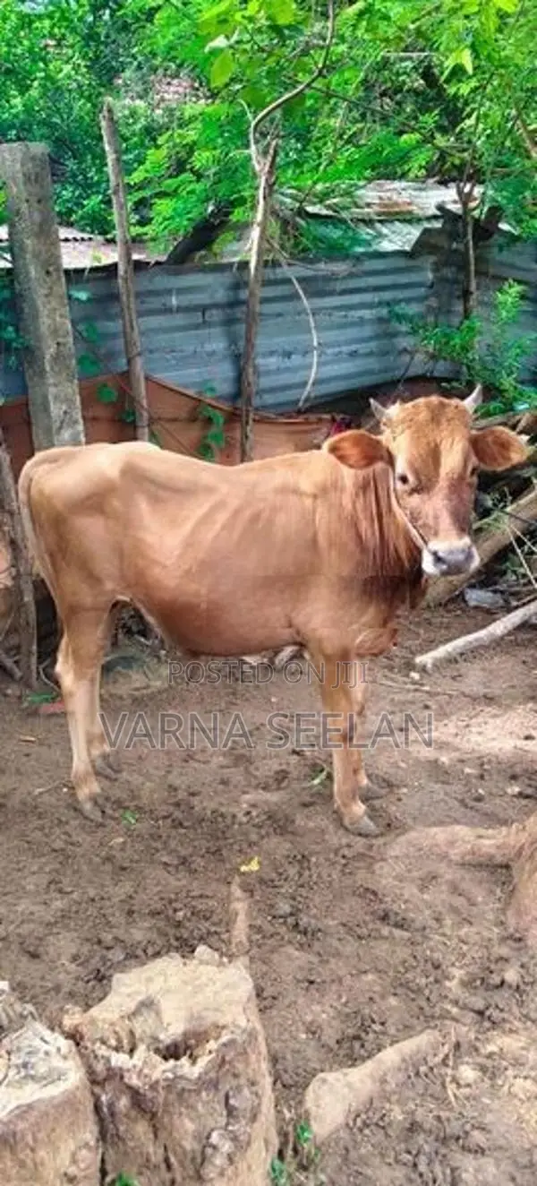 நாம்பன் கன்று