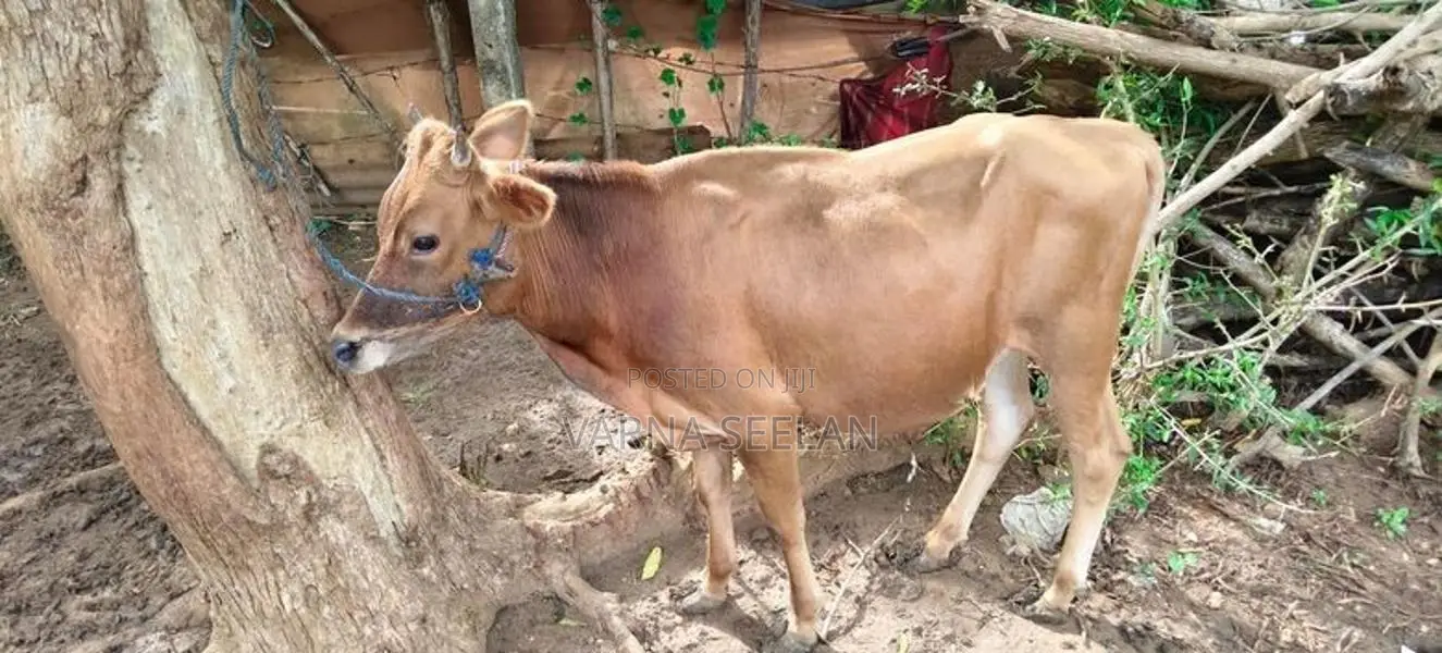 நாம்பன் கன்று