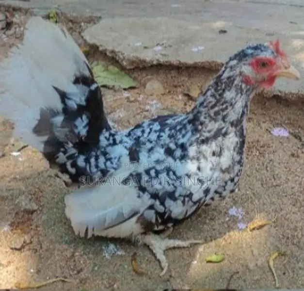 Bandam Hen