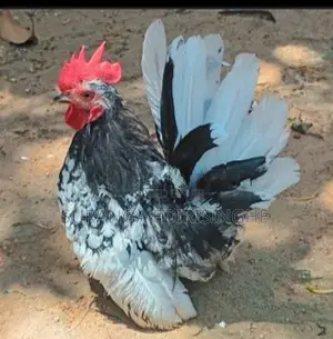 Bandam Hen