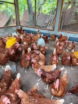 முட்டை கோழி