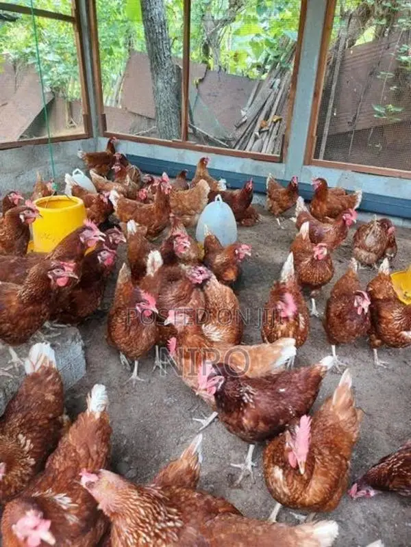 முட்டை கோழி