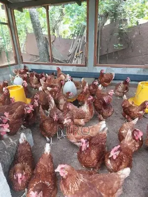 முட்டை கோழி