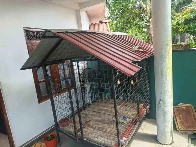 Dog Cage