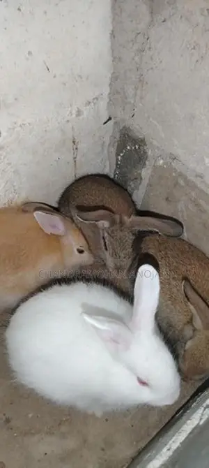 சடை முயல் மற்றும் சாதாரண குட்டிகள்
