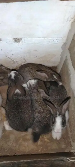 சடை முயல் மற்றும் சாதாரண குட்டிகள்
