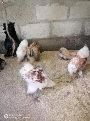 Brahma Pataw