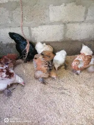 Brahma Pataw