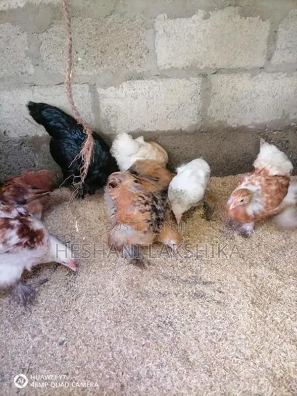 Brahma Pataw