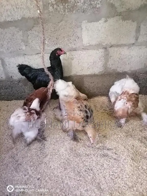 Brahma Pataw