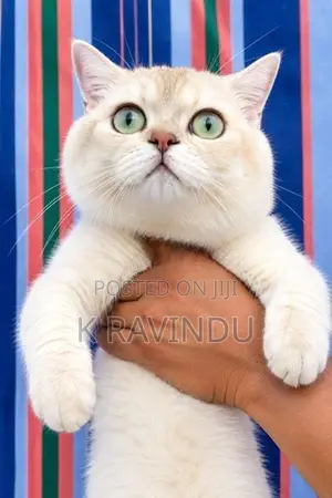 British Shorthair Kittens