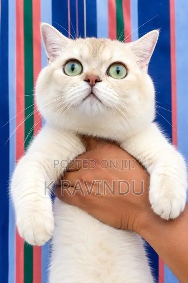 British Shorthair Kittens