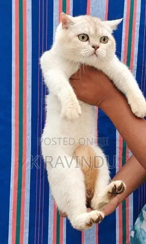 British Shorthair Kittens