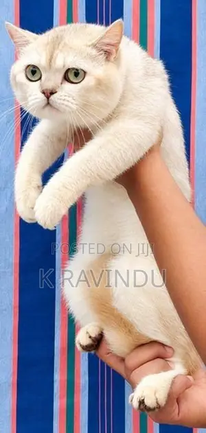 British Shorthair Kittens