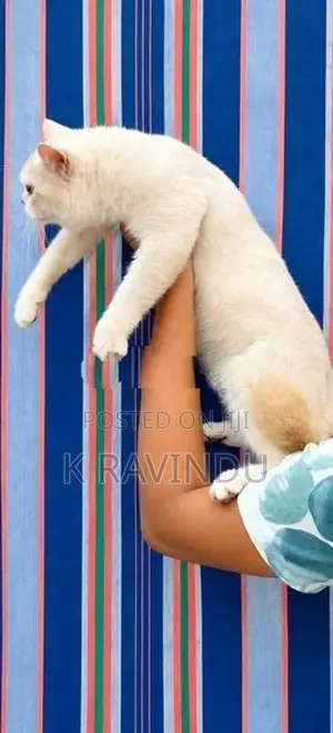 British Shorthair Kittens