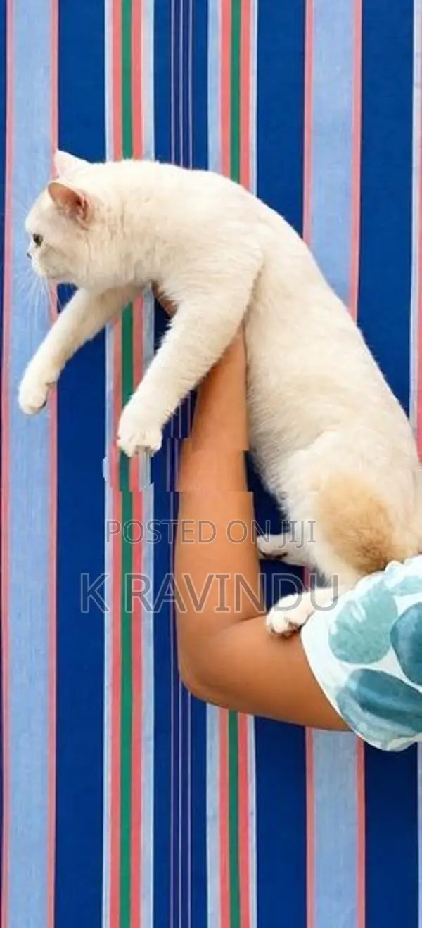 British Shorthair Kittens