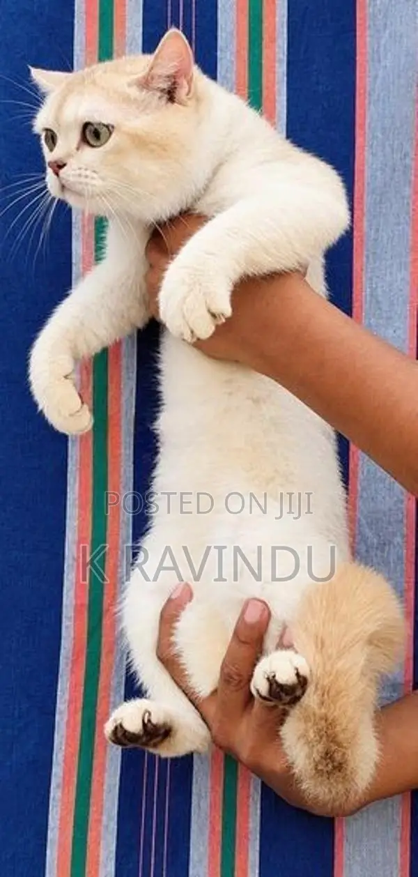British Shorthair Kittens