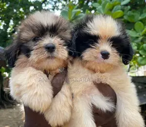 Shih Tzu Puppies
