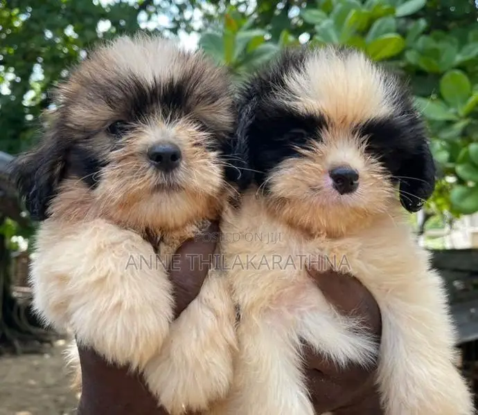 Shih Tzu Puppies
