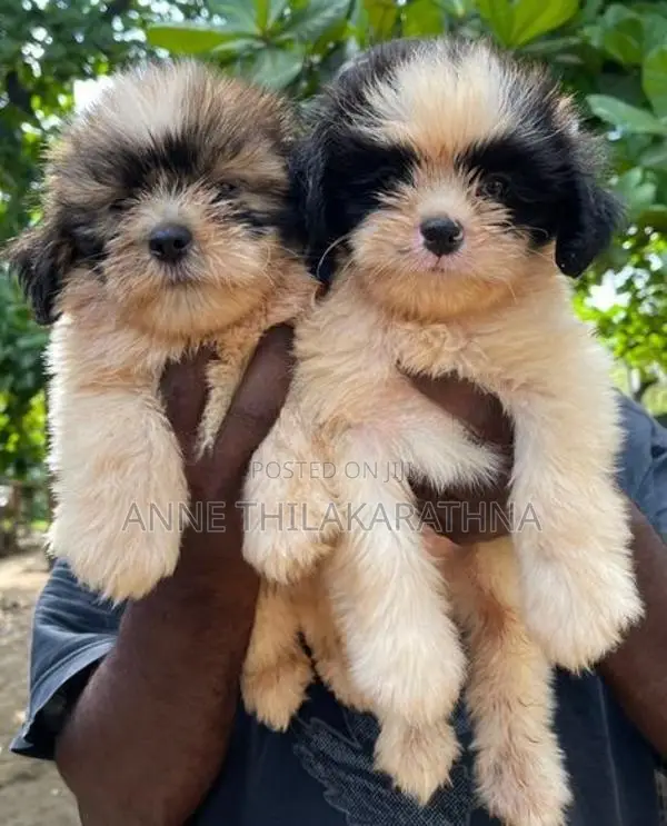 Shih Tzu Puppies