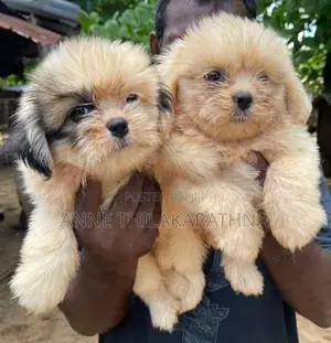 Shih Tzu Puppies