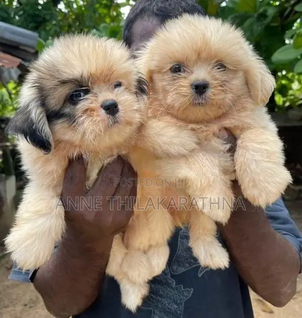 Shih Tzu Puppies
