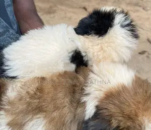 Shih Tzu Puppies